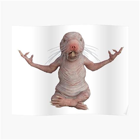 naked mole rat meme|Naked mole